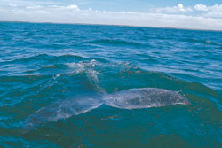 whale watching, whale watching tours, whales in mazatlan