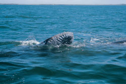 whale watching, whale watching tours, whales in mazatlan