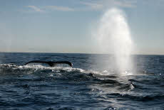 Whales & Dolphins Mazatlan