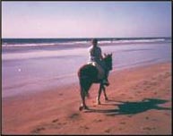 horse back riding, horse riding, Mazatlan Horse Backriding, horse back riding, horse riding, Mazatlan Horse Backriding